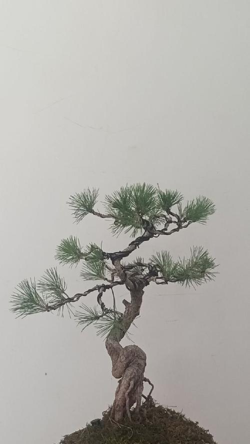 黑松换盆的最佳时机是什么时候？换盆的步骤是什么？