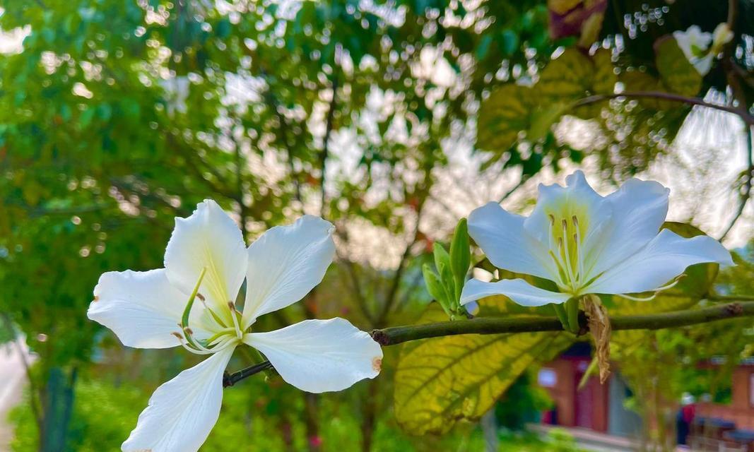 花语最霸道的花是什么花？樱花彩蛋代表什么花语和寓意？