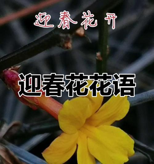 花语最霸道的花是什么花？樱花彩蛋代表什么花语和寓意？