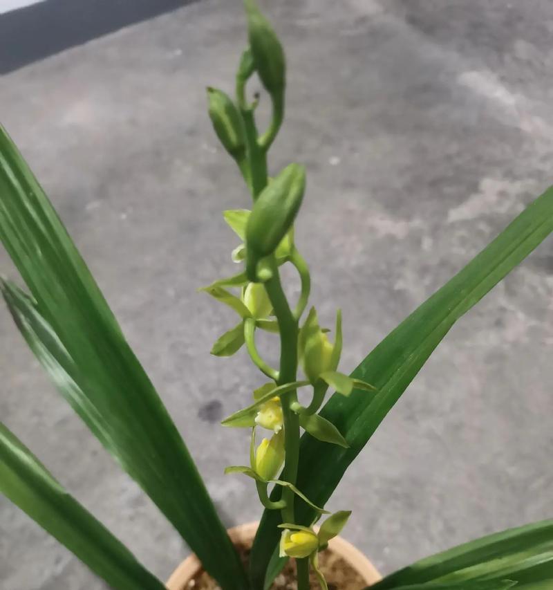 兰花有哪些常见品种？它们的特点是什么？