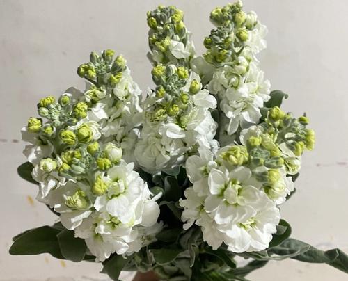 紫罗兰高仿花语有何不同？紫罗兰高仿的花语含义是什么？