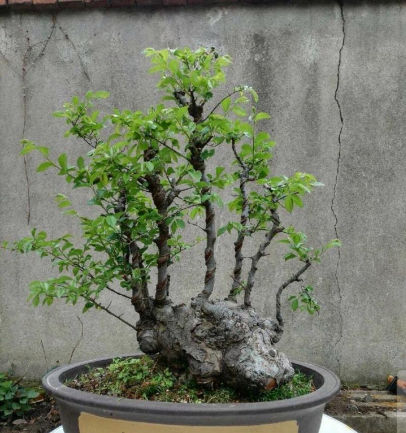 盆栽生桩好养还是熟桩好养？生桩与熟桩的养护差异是什么？