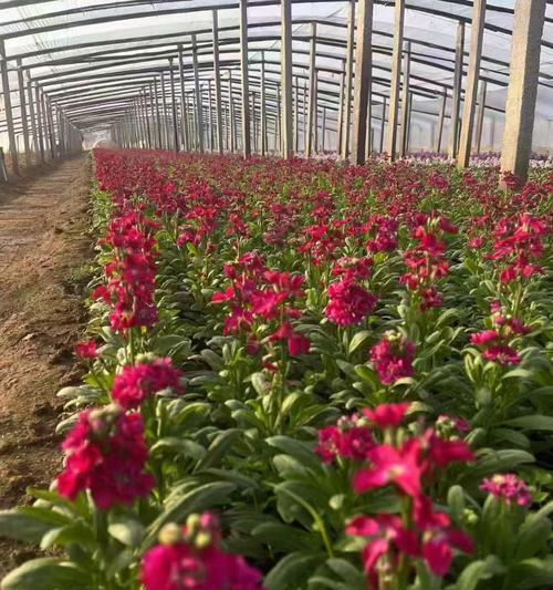 紫罗兰高仿花语有何不同？紫罗兰高仿的花语含义是什么？