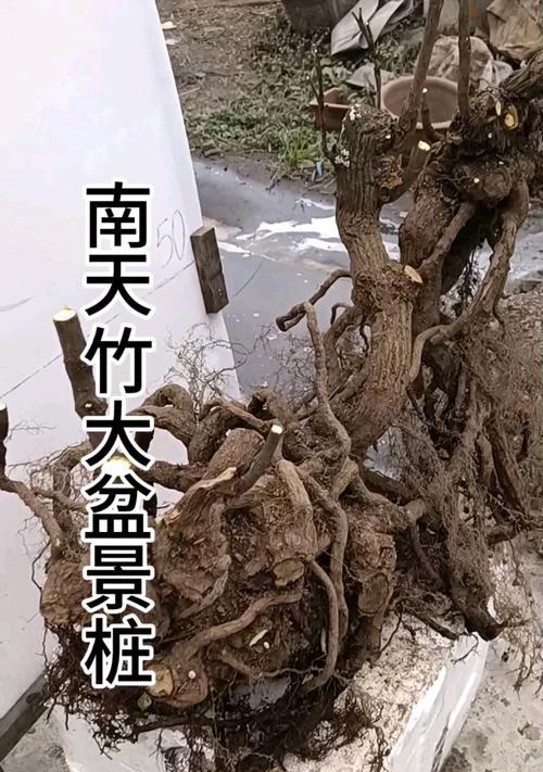 盆栽生桩好养还是熟桩好养？生桩与熟桩的养护差异是什么？