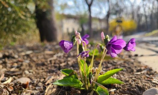 小野花的花语代表什么？野花的花语有何特别之处？