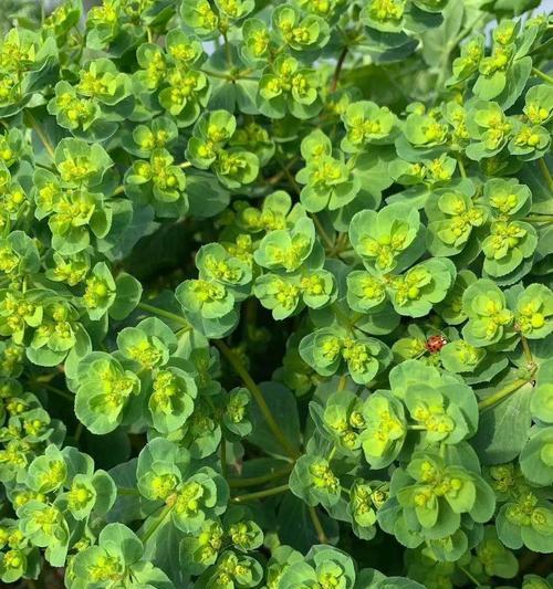 小野花的花语代表什么？野花的花语有何特别之处？