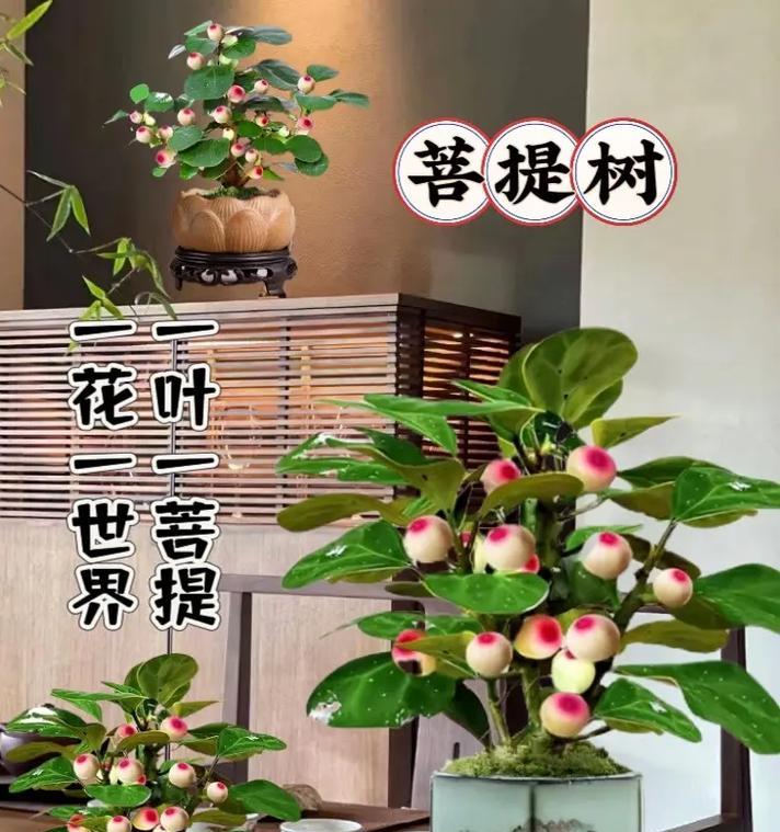 菩提树的养护技巧是什么？