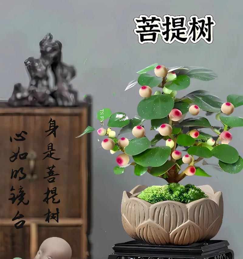 菩提树的养护技巧是什么？