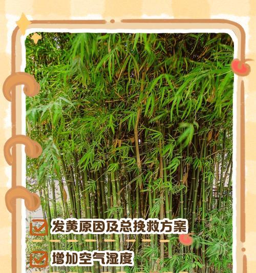 竹子施肥的正确方法是什么？