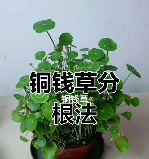 铜钱草分株的正确步骤是什么？