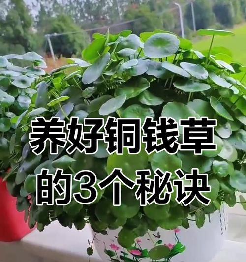 铜钱草分株的正确步骤是什么？