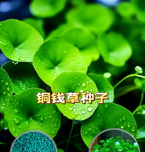 铜钱草分株的正确步骤是什么？