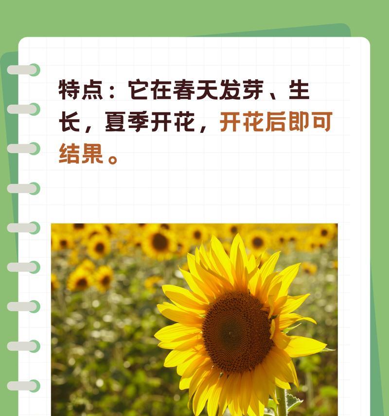 迷你向日葵的寓意是什么？