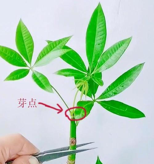 发财树是怎么繁殖的？有哪些简单有效的繁殖方法？