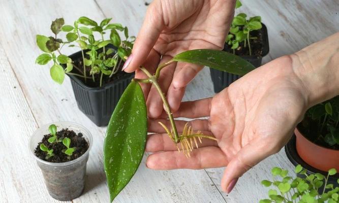 发财树是怎么繁殖的？有哪些简单有效的繁殖方法？
