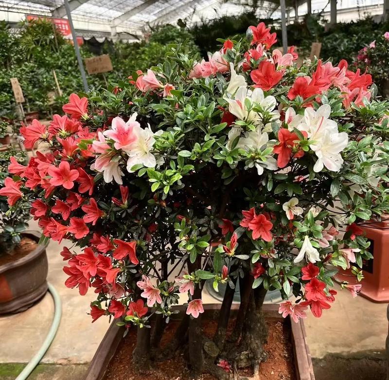 杜鹃花豆浆的花语代表什么？花语中包含的寓意是什么？