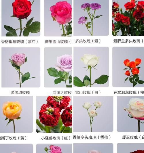 多头玫瑰繁星的花语是什么？它代表了哪种情感？