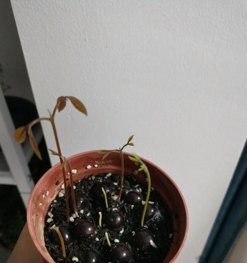 桂圆核种植盆栽的步骤是什么？怎样确保桂圆核顺利发芽？