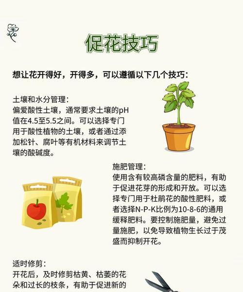 杜鹃花在夏天如何正确浇水？有哪些注意事项？