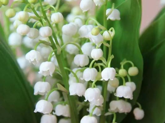 芬兰花语的花是什么？芬兰花语背后的意义是什么？