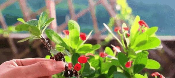 大花盆换土的方法是什么？如何处理常见问题？