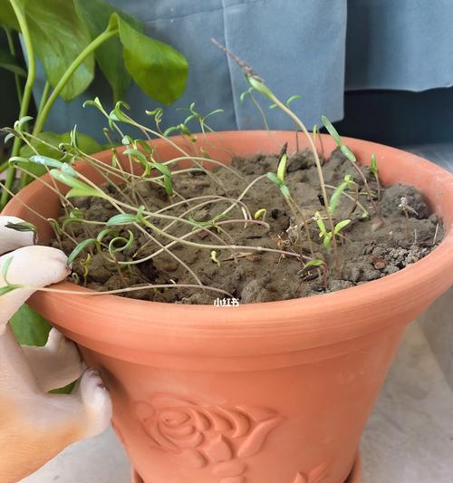 格桑花盆栽的种植步骤是什么？怎样才能种植成功？
