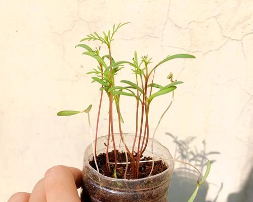 格桑花盆栽的种植步骤是什么？怎样才能种植成功？