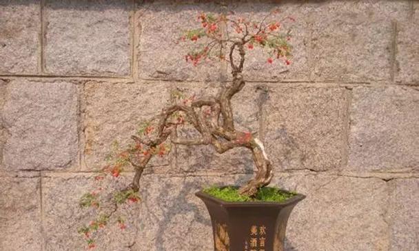 格桑花盆栽的种植步骤是什么？怎样才能种植成功？