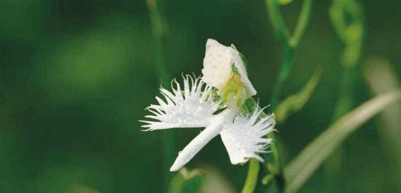 白鹭的花语是什么和什么？白鹭花代表了哪些特质？