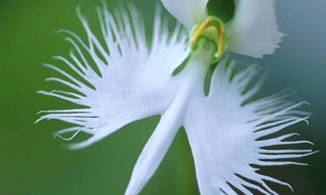 白鹭的花语是什么和什么？白鹭花代表了哪些特质？