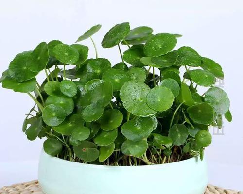 办公室适合种植哪些盆栽？