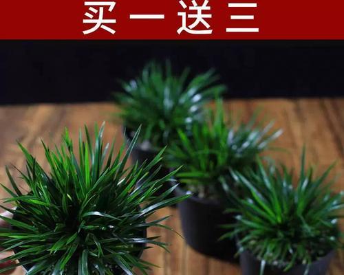 办公室适合种植哪些盆栽？