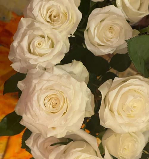 白玫瑰盛开时的花语是什么？