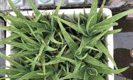 木立芦荟的养护技巧是什么？怎样才能养好？