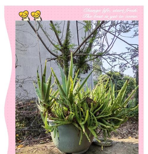 木立芦荟的养护技巧是什么？怎样才能养好？