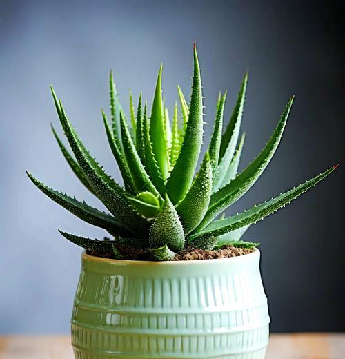 木立芦荟的养护技巧是什么？怎样才能养好？