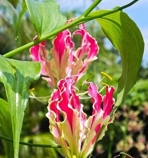 哪种花代表荣耀？花语中荣耀的含义是什么？
