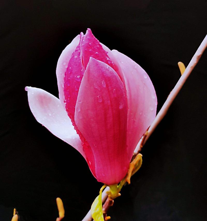 哪种花代表荣耀？花语中荣耀的含义是什么？