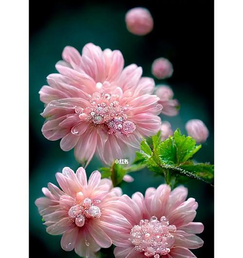 哪种花的花语象征着坚强和勇敢？它有何特别之处？
