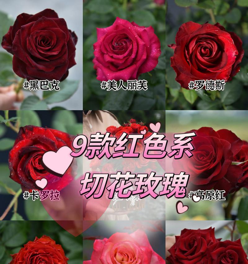 不同品种红玫瑰的花语有何区别？