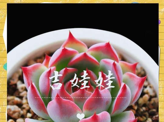 吉娃莲夏季养护需要注意哪些事项？