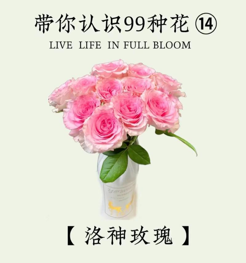 花语玫瑰还有哪些别称？它象征着什么？