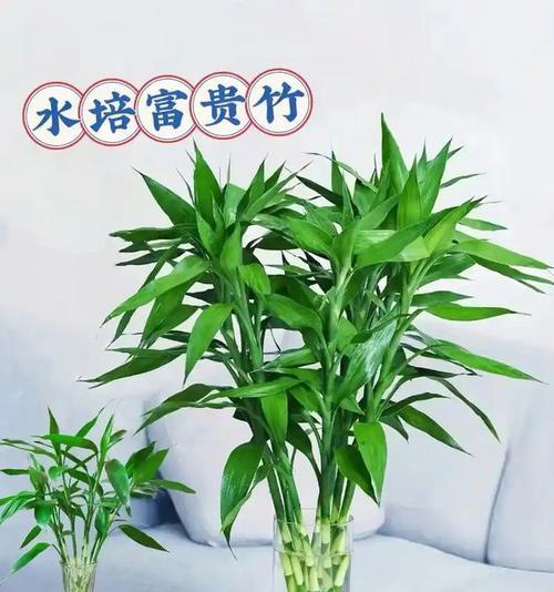 水养富贵竹发黄的原因是什么？如何解决富贵竹发黄的问题？