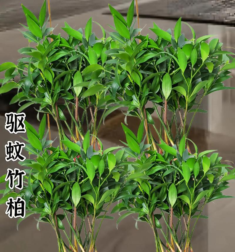 哪些植物盆栽适合从种子开始养？从种子开始养植物盆栽需要注意什么？