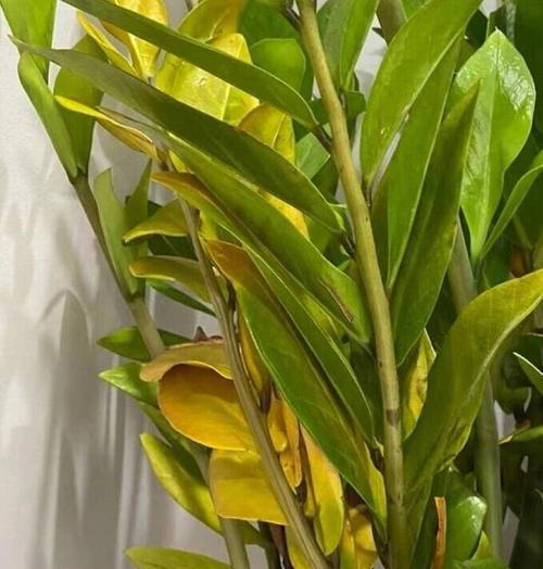 植物叶片发黄可能是什么问题？如何预防和解决？