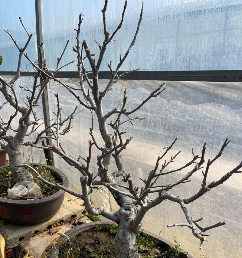 盆栽苹果树半死不活怎么办？