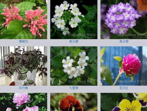 花语飘香的读音是什么？它应该怎么发音？