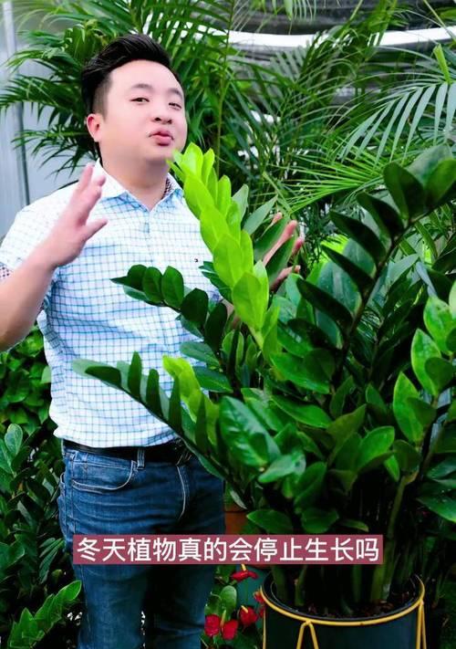 金钱树施肥的正确方法是什么？