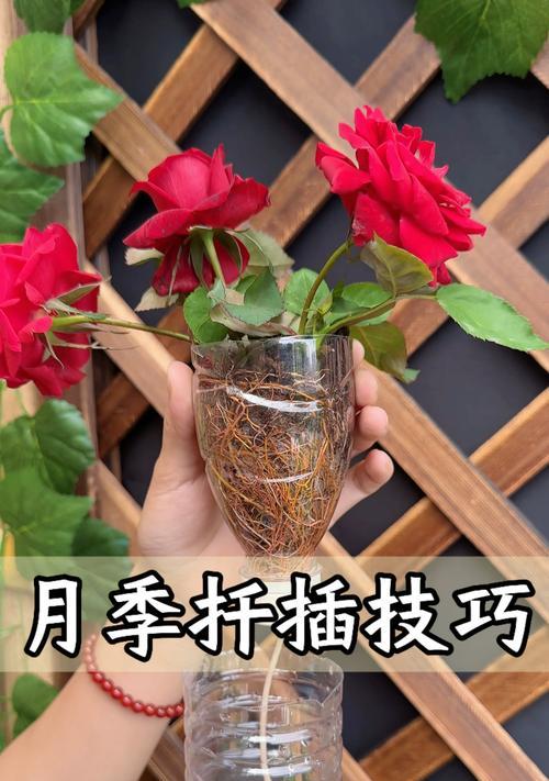 蔷薇扦插的最佳方法是什么？扦插后如何确保成活率？