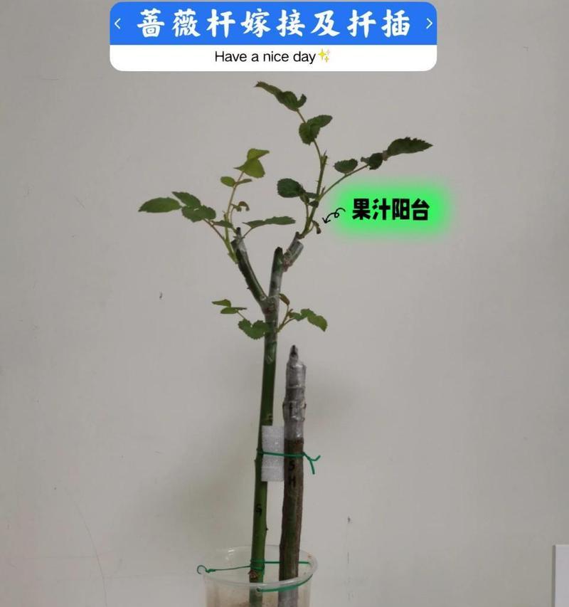 蔷薇扦插的最佳方法是什么？扦插后如何确保成活率？
